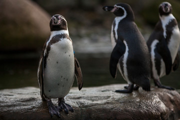 Fototapeta premium penguin without snow