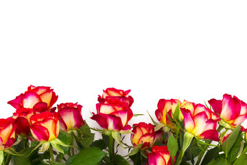 Fototapeta premium red roses on a white background, with copy space