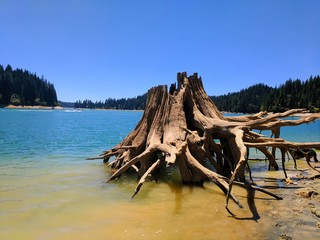 Abandoned Stump