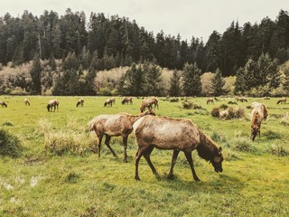 Obraz na płótnie Canvas Elk Meadows