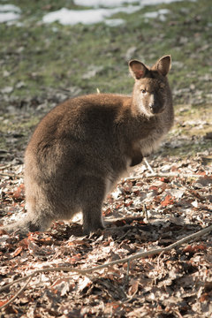 portrait of cute red necked wallaby kangaroo