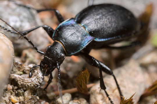Violet ground beetle, Carabus violaceus 
