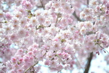 吉野のしだれ桜