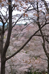 吉野山の桜