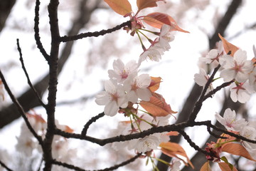 吉野の桜