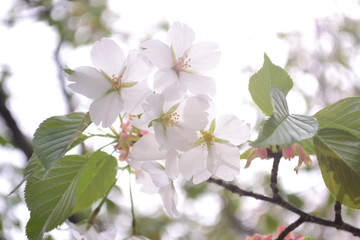 吉野山の緑桜