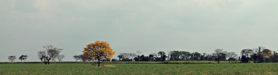 A vibrant yellow ipê tree in full bloom, set against the backdrop of an agricultural farm field. A beautiful symbol of nature's beauty amidst rural life