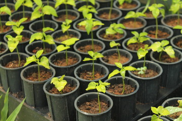 Tree seedlings for rainforest reforestation