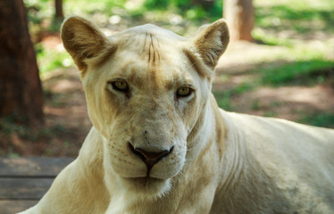 Female white lion