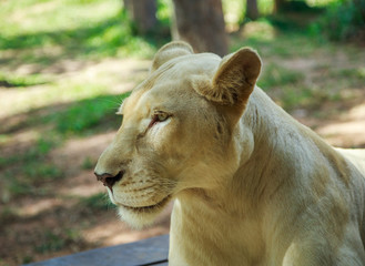 Female white lion
