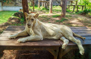 Female white lion