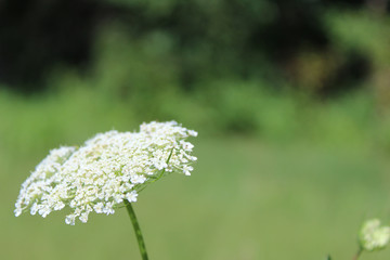 White flower