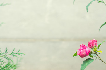 beautiful pink flower and thuja on a gray background, march 8, beautiful wallpaper