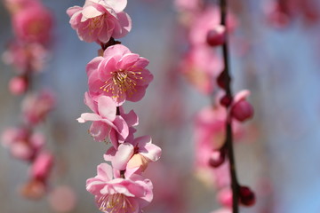 梅の花