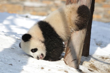 Playful Little Panda Cub is Playing in the Snow