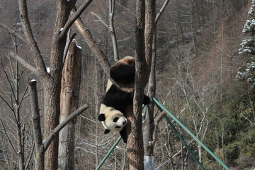 Obraz premium Acrobatic Panda, Playful Panda on the Tree