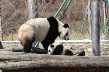 Obraz premium Mother Giant Panda and Her cub are taking a Sun Bath