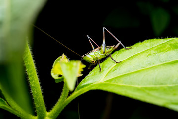 Close up of Grasshopper on green leaves.
