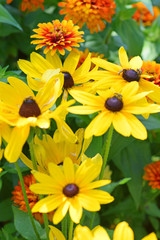 indian summer rudbeckia brings a splash of bright sunny accent to a garden