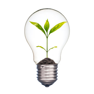 Small plant in a light bulb, Ecology concept