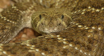sahara rock viper is looking at you