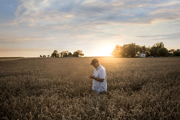 Farmer examining wheat in field