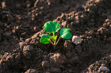 Closeup of small saplings in garden , young spruce seedlings , Agriculture and Seeding Plant , Group of green sprouts growing out from soil Sapling in the greenhouse