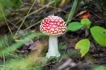 red agaric fly mushrooms on a tree in the forest
