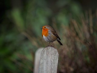 Robin 