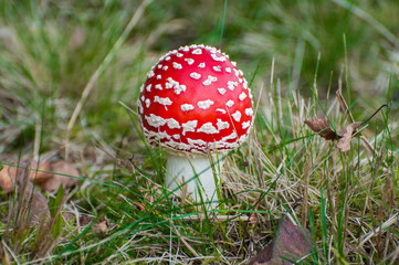 red agaric fly mushrooms on a tree in the forest