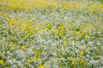 Field of bright yellow rapeseed in spring. Rapeseed Brassica napus oil seed rape