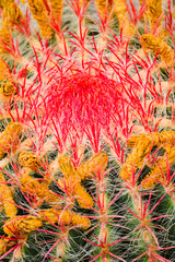 A huge variety of cacti in the cactus garden. Lanzarote. Canary Islands. Spain