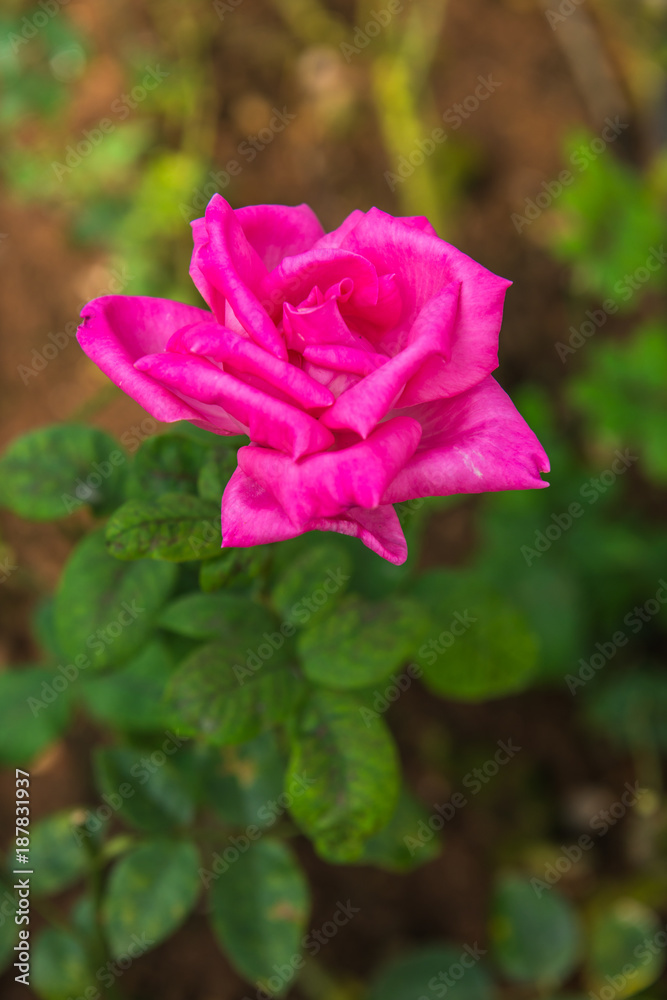 Sticker Pink rose in garden