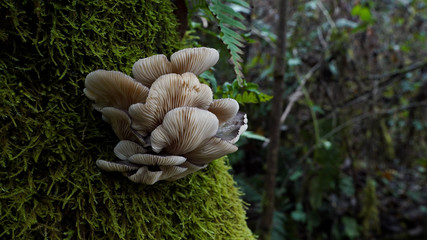 angelic mushroom