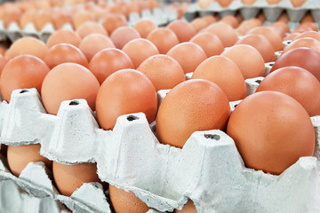 eggs market