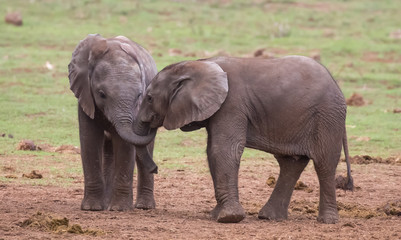 Fototapeta na wymiar Two Young Elephants Friends
