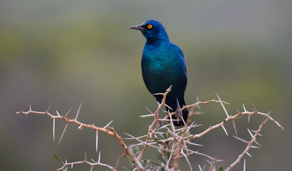 Beuatiful Glossy Starling Bird with Bedy Eye