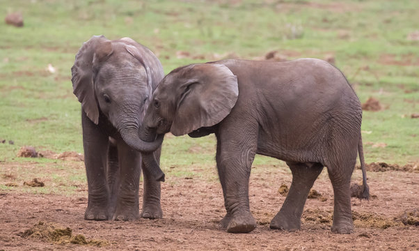 Two Young Elephants Friends