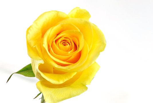 Single yellow rose isolated on the white background