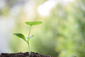 Growing green tree