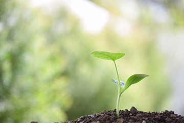 Growing green tree