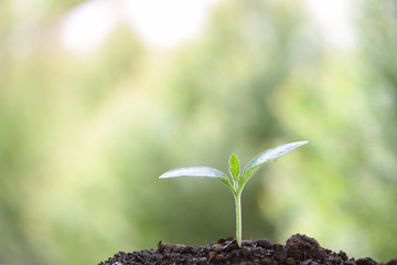 Growing green tree