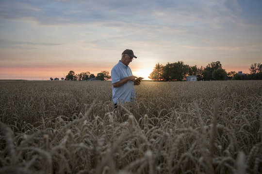 Distant Caucasian man using digital tablet in field of wheat