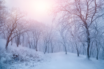 Fototapeta na wymiar Beautiful winter forest