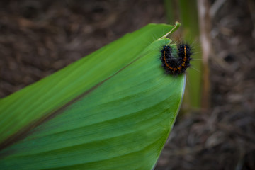 Black caterpillar on a big green leaf