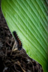 Black caterpillar on a big green leaf