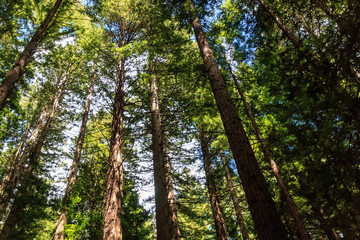 Redwoods in the sky