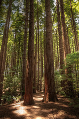 Redwoods