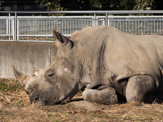 Naklejka premium サイ