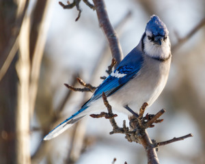 Blue Jay